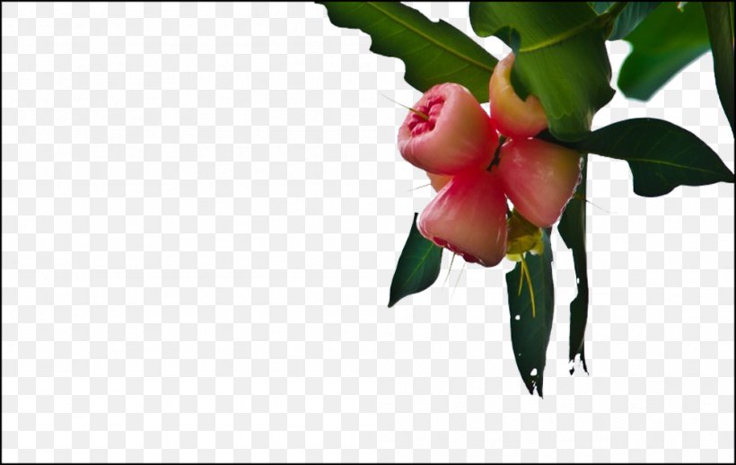 Apple Crisp Java Apple Fruit, PNG, 999x632px, Apple Crisp, Apple, Branch, Flora, Floral Design Download Free