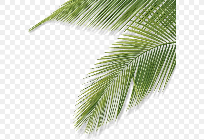 Asian Palmyra Palm Web Design Leaf Web Activities Brendly | Website Laten Maken Nieuwe Stijl, PNG, 597x565px, Asian Palmyra Palm, Amsterdam, Arecaceae, Arecales, Borassus Download Free