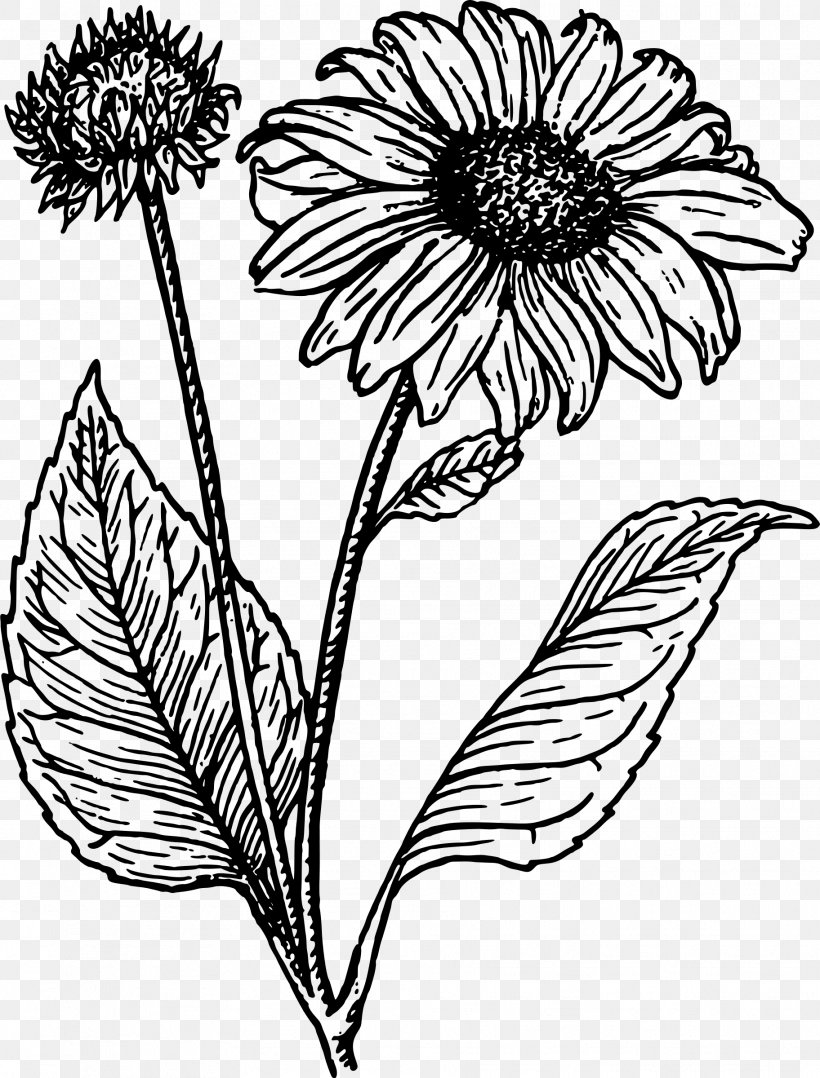 Drawing Line Art Clip Art Sketch Common Sunflower, PNG, 1824x2400px, Drawing, Art, Blackandwhite, Botany, Common Sunflower Download Free