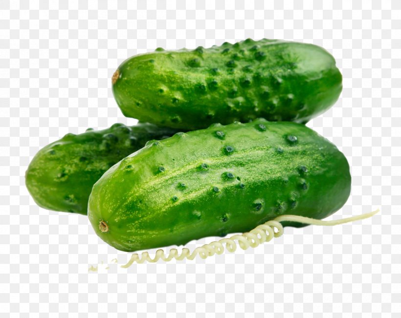 Pickled Cucumber Seed Parthenocarpy Auglis, PNG, 1200x953px, Cucumber, Auglis, Capsicum, Cucumber Gourd And Melon Family, Cucumis Download Free