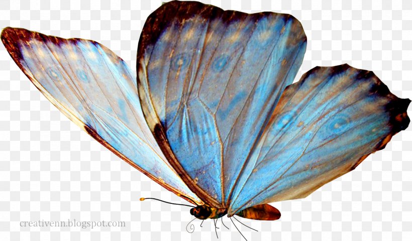 Butterfly Clip Art, PNG, 1417x828px, 3d Computer Graphics, Butterfly, Arthropod, Brush Footed Butterfly, Gimp Download Free