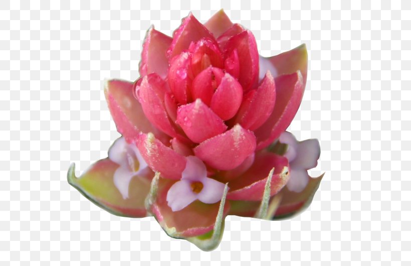 Petal Pink M Cut Flowers Proteales RTV Pink, PNG, 624x530px, Petal, Cut Flowers, Flower, Flowering Plant, Magenta Download Free