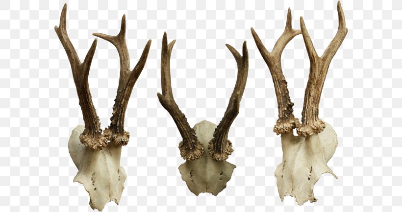 Skull Antler Bone, PNG, 600x433px, Skull, Animal Skulls, Antler, Bone, Deer Download Free