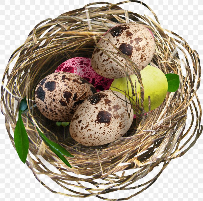 Bird Egg Nest Easter, PNG, 1200x1187px, Bird, Bird Nest, Easter, Easter Egg, Egg Download Free