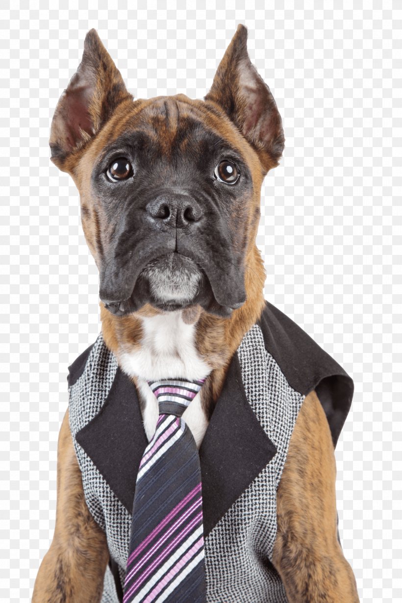 Boxer Puppy Germany Stock Photography, PNG, 1365x2048px, Boxer, Carnivoran, Collar, Depositphotos, Dog Download Free