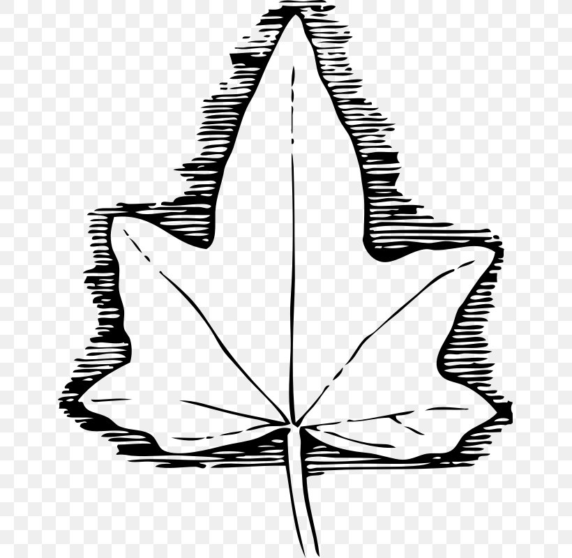 Common Ivy Leaf Vine Botany Clip Art, PNG, 653x800px, Common Ivy, Artwork, Autumn Leaf Color, Black And White, Botanical Illustration Download Free