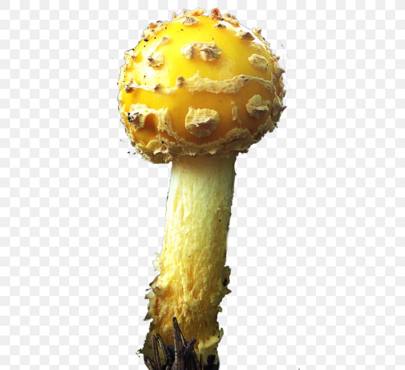 Edible Mushroom Fungus Medicinal Fungi Medicine, PNG, 395x750px, Edible Mushroom, Fungus, Medicinal Fungi, Medicinal Mushroom, Medicine Download Free