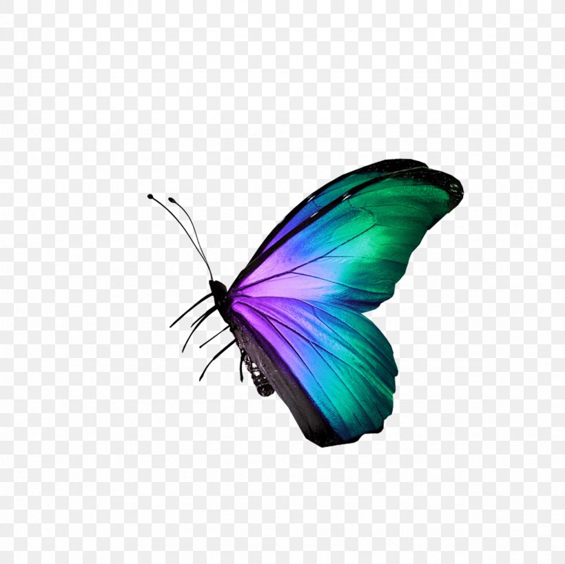 Butterfly Raster Graphics Icon, PNG, 2362x2362px, Butterfly, Arthropod, Brush Footed Butterfly, Designer, Insect Download Free
