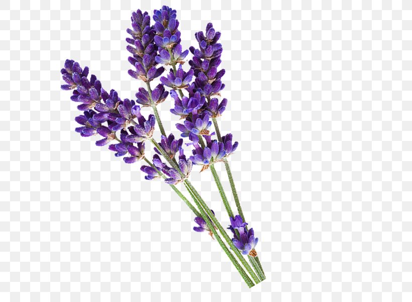 English Lavender Essential Oil PiperWai Cosmetics, PNG, 600x600px, English Lavender, Aromatherapy, Cosmetics, Cut Flowers, Deodorant Download Free