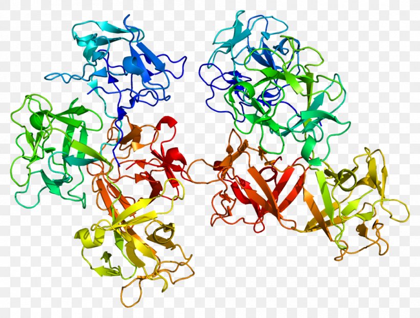 FSCN1 Fascin Protein Gene Human, PNG, 1050x795px, Watercolor, Cartoon, Flower, Frame, Heart Download Free