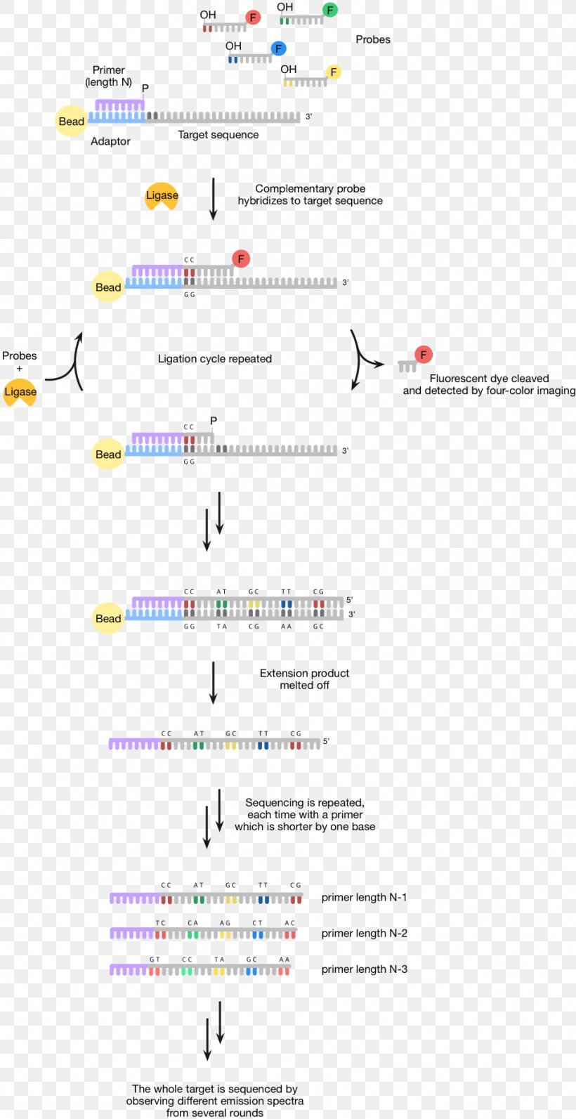Human Genome Project Sequencing By Ligation DNA Sequencing ABI Solid Sequencing Massive Parallel Sequencing, PNG, 961x1868px, Human Genome Project, Abi Solid Sequencing, Area, Diagram, Dideoxynucleotide Download Free