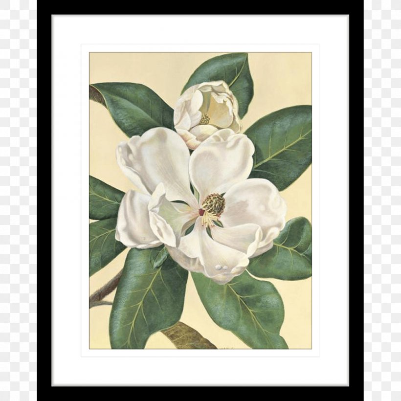 Magnolia Paper Printing Christmas Picture Frames, PNG, 1000x1000px, Magnolia, Christmas, Christmas Gift, Christmas Tree, Floral Design Download Free