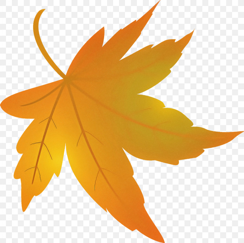 Maple Leaf Fallen Leaf Dead Leaf, PNG, 1024x1020px, Maple Leaf, Autumn Leaf, Black Maple, Dead Leaf, Deciduous Download Free
