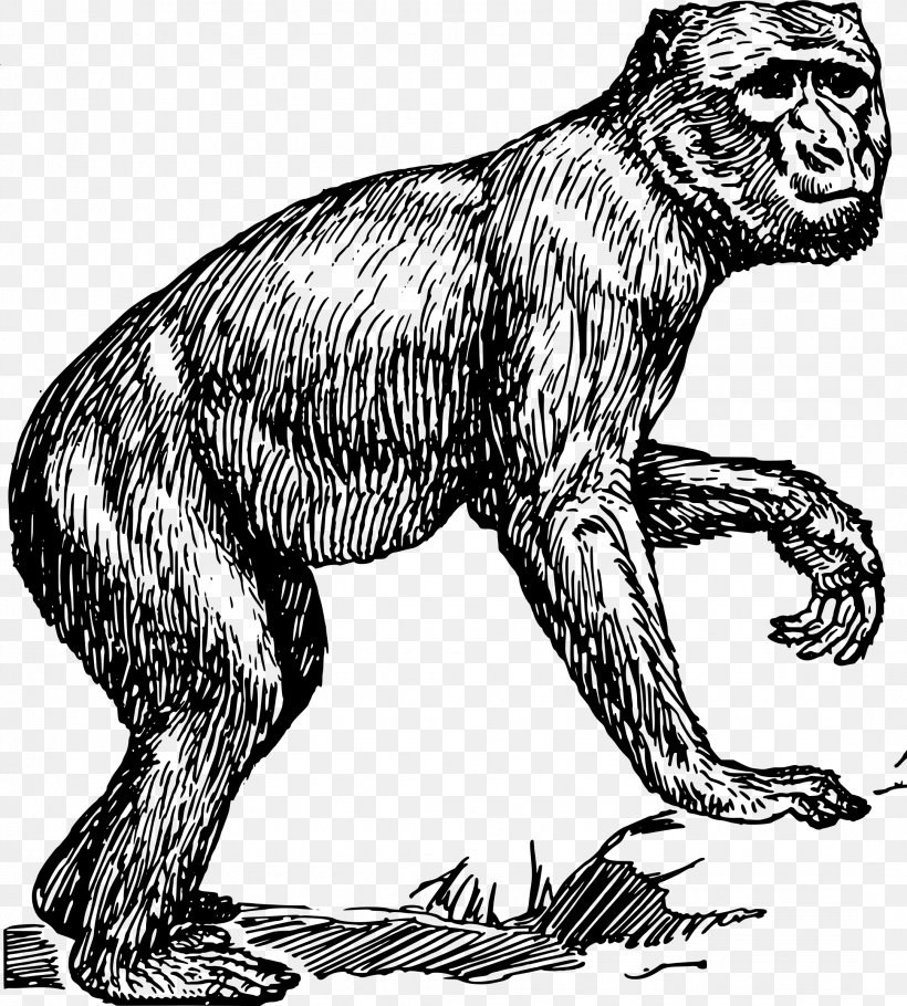 Primate Gorilla Chimpanzee Monkey Barbary Macaque, PNG, 2161x2400px, Primate, Ape, Art, Barbary Macaque, Black And White Download Free