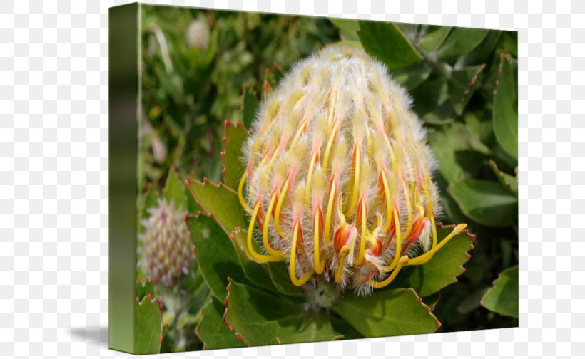 Sugarbushes Close-up Pollen, PNG, 650x504px, Sugarbushes, Closeup, Flora, Flower, Flowering Plant Download Free