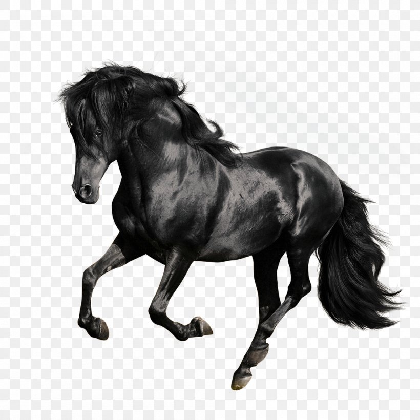 Andalusian Horse American Quarter Horse Arabian Horse Gallop Stallion, PNG, 1000x1000px, Andalusian Horse, American Quarter Horse, Arabian Horse, Black, Black And White Download Free
