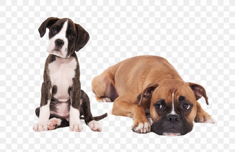 Boxer Puppy English Mastiff Bullmastiff Miniature Schnauzer, PNG, 5430x3509px, Boxer, Animal, Bichon Frise, Border Collie, Bullmastiff Download Free