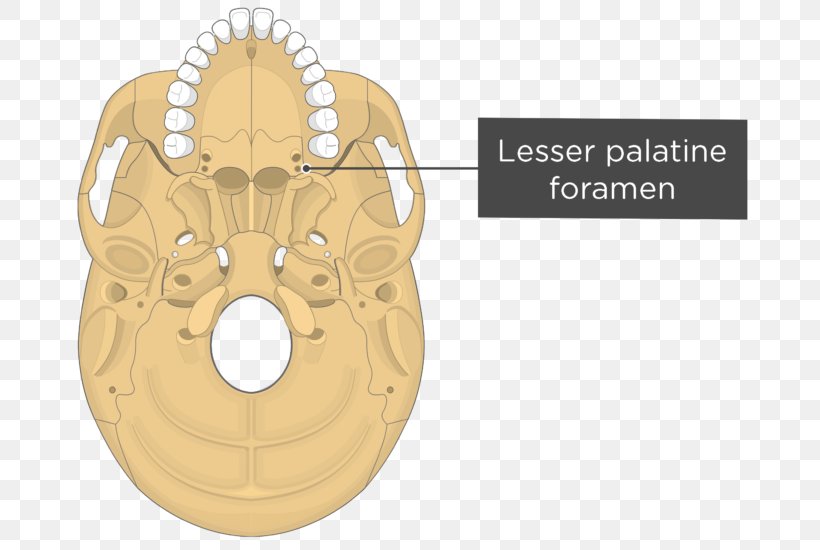 Pterygoid Processes Of The Sphenoid Pterygoid Hamulus Medial Pterygoid Muscle Lateral Pterygoid Muscle Sphenoid Bone, PNG, 745x550px, Watercolor, Cartoon, Flower, Frame, Heart Download Free