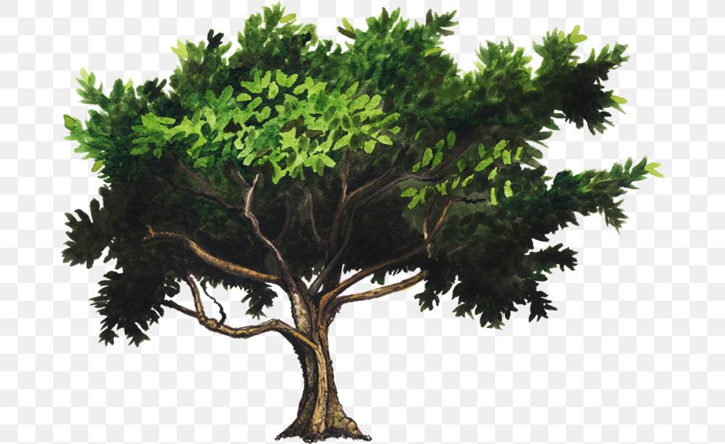 Tree, PNG, 750x502px, Tree, Branch, Computer, Display Resolution, Flowerpot Download Free