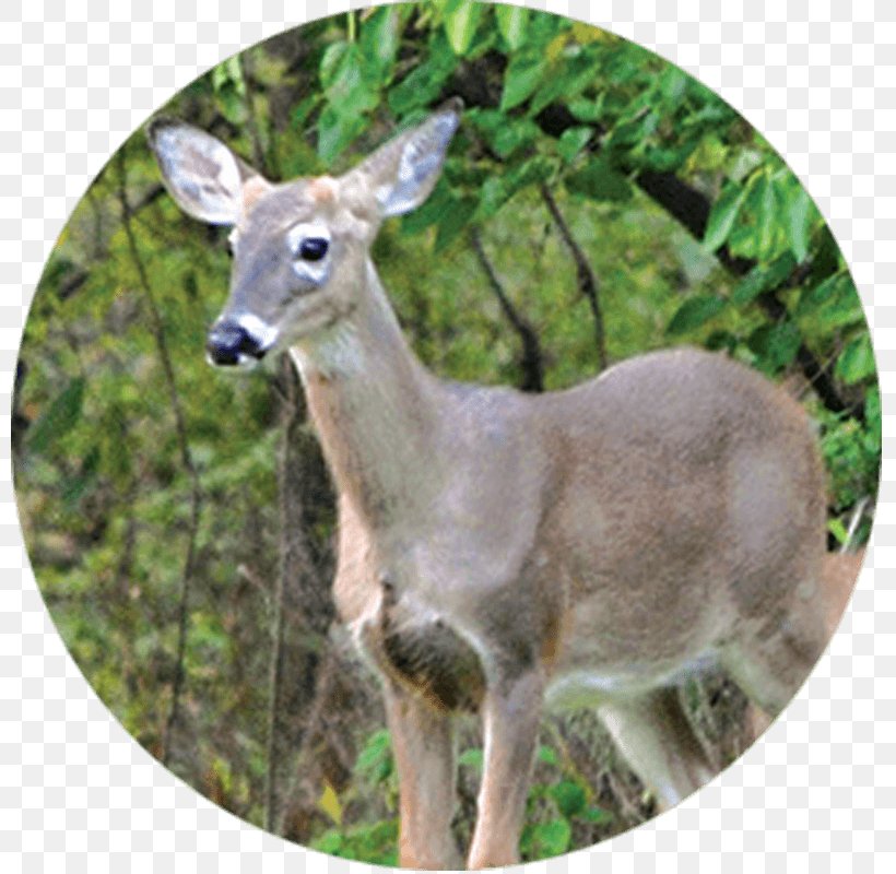 White-tailed Deer Tree Health Garden, PNG, 800x800px, Whitetailed Deer, Animal, Antler, Deer, Disease Download Free