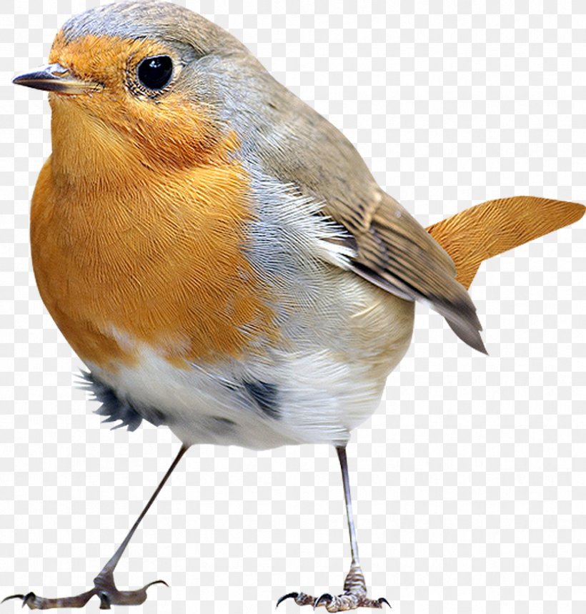 Bird Icon, PNG, 832x872px, Bird, Beak, Emberizidae, European Robin, Fauna Download Free