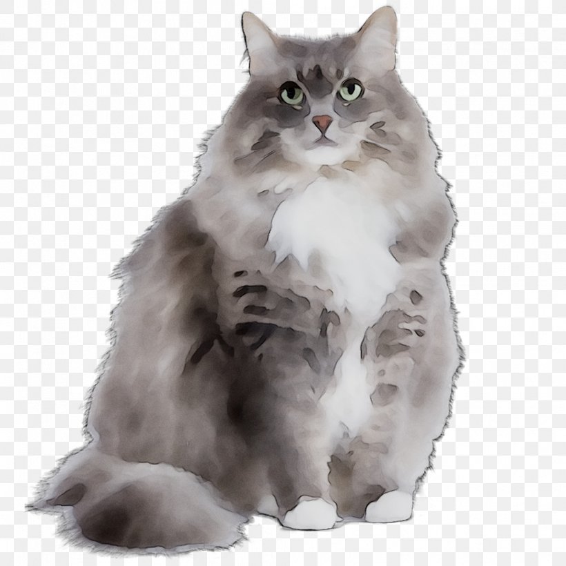 Persian Cat Asian Semi-longhair Siberian Cat Maine Coon Norwegian Forest Cat, PNG, 1016x1016px, Persian Cat, American Bobtail, American Curl, Asian Semilonghair, British Longhair Download Free