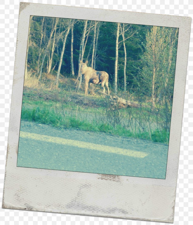 Deer Fauna Picture Frames Wildlife, PNG, 1288x1504px, Deer, Fauna, Grass, Picture Frame, Picture Frames Download Free