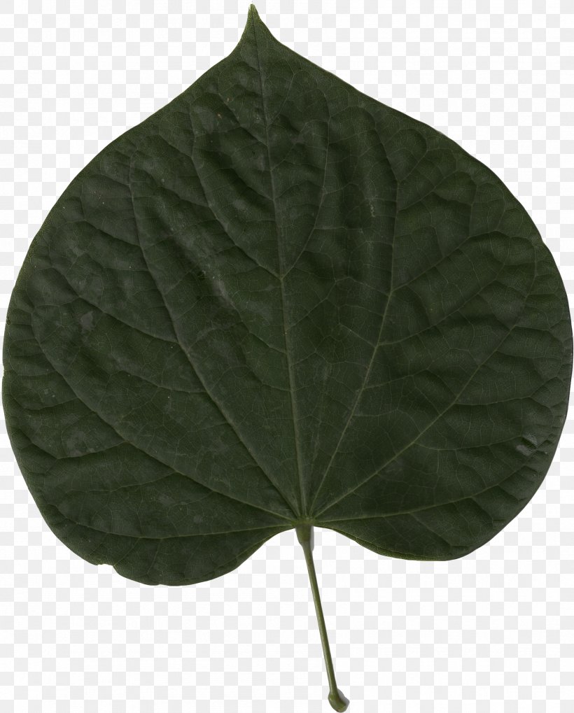 Eastern Redbud Leaf Cercis Chinensis Cercis Siliquastrum Tree, PNG, 1789x2224px, Eastern Redbud, Automeris Io, Bud, Cauliflory, Cercis Chinensis Download Free