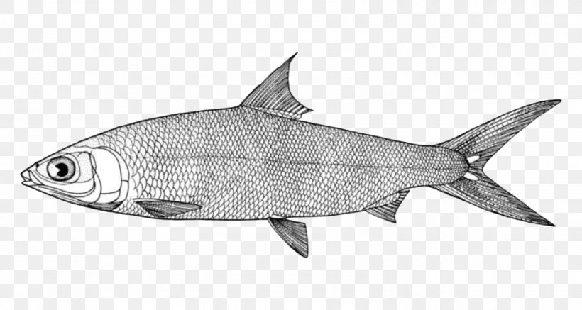 Milkfish New York City Drawing Image, PNG, 1500x800px, Milkfish, Animal, Bonyfish, Carp, Coloring Book Download Free