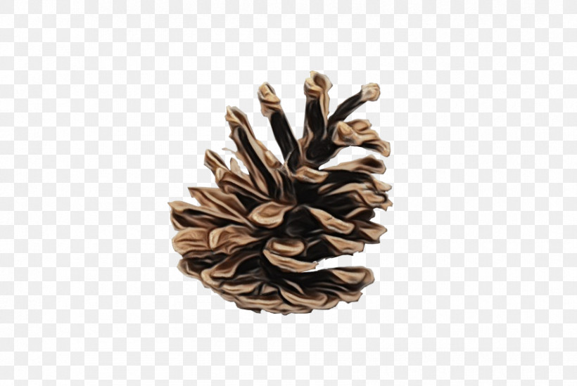 Pinus Sylvestris Conifer Cone Fir Spruce Red Pine, PNG, 850x570px, Watercolor, Conifer Cone, Eastern White Pine, Fir, Loblolly Pine Download Free