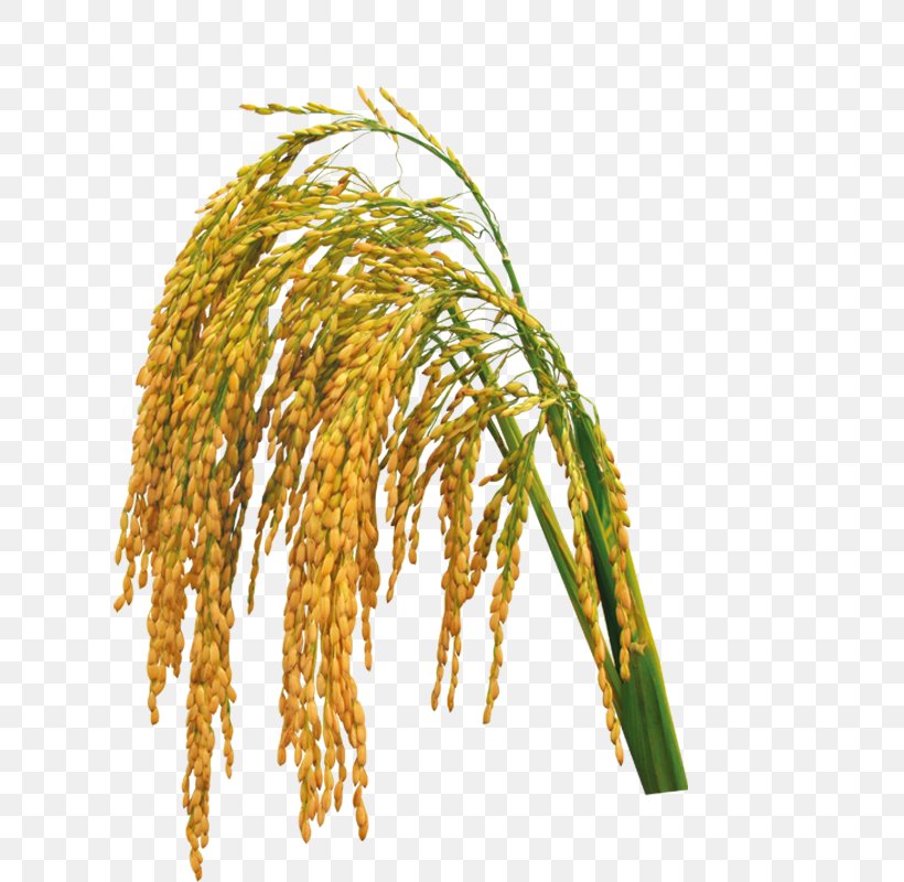 Rice Download, PNG, 800x800px, Rice, Branch, Commodity, Data, Food Grain Download Free