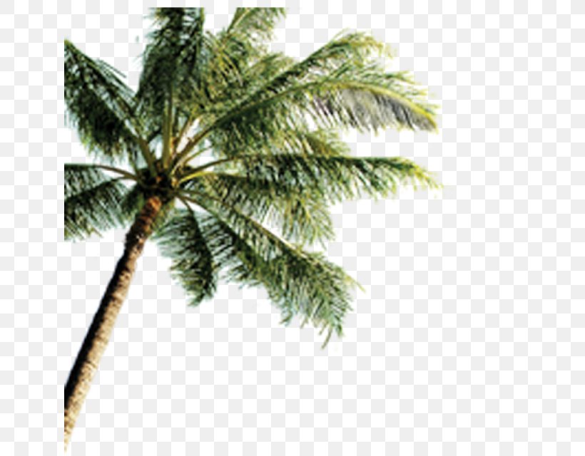 Seaside Resort Beach Playa De La Arena Vacation, PNG, 640x640px, Seaside Resort, Arecales, Beach, Branch, Coconut Download Free