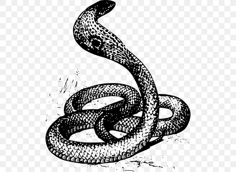 Snake Drawing King Cobra Clip Art, PNG, 504x597px, Snake, Art, Black And White, Boa Constrictor, Boas Download Free