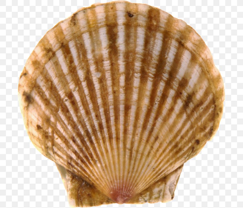 Cockle Seashell Conchology Google Images, PNG, 700x702px, Cockle, Clam, Clams Oysters Mussels And Scallops, Conchology, Decorative Fan Download Free