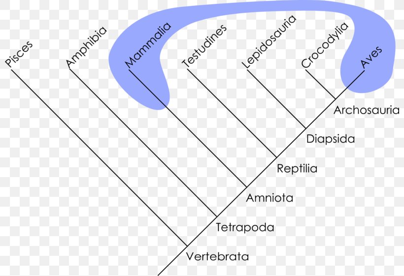 Polyphyly Cladogram Phylogenetics Taxon Holophyly, PNG, 800x561px, Polyphyly, Apomorfi, Area, Autapomorphy, Brand Download Free