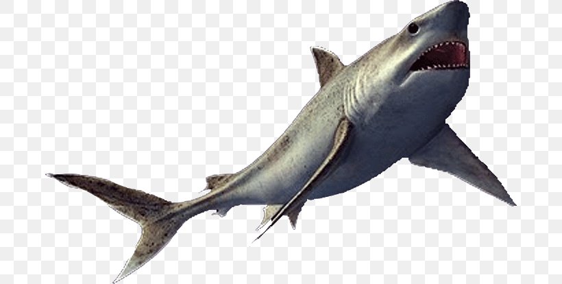 Reptile Squalicorax Vertebrate Enchodus Mackerel Sharks, PNG, 690x414px, Reptile, Anacoracidae, Animal, Cartilaginous Fish, Cartilaginous Fishes Download Free