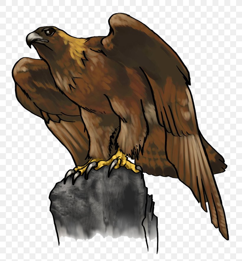 Bald Eagle Golden Eagle Clip Art, PNG, 800x886px, Bald Eagle, Beak, Bird, Bird Of Prey, Buzzard Download Free