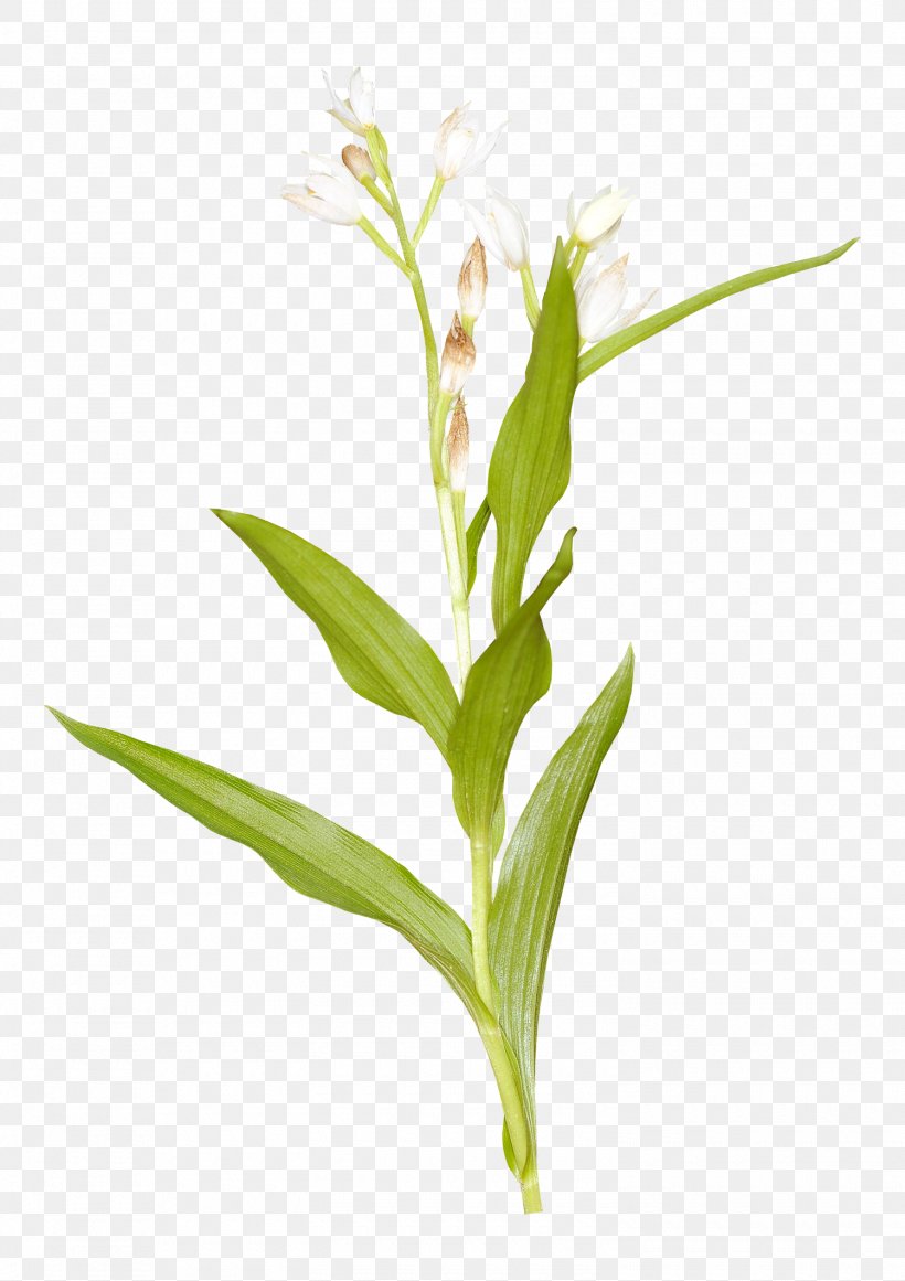 Cut Flowers Grasses Plant Stem, PNG, 1500x2125px, Flower, Commodity, Cut Flowers, Family, Flowering Plant Download Free