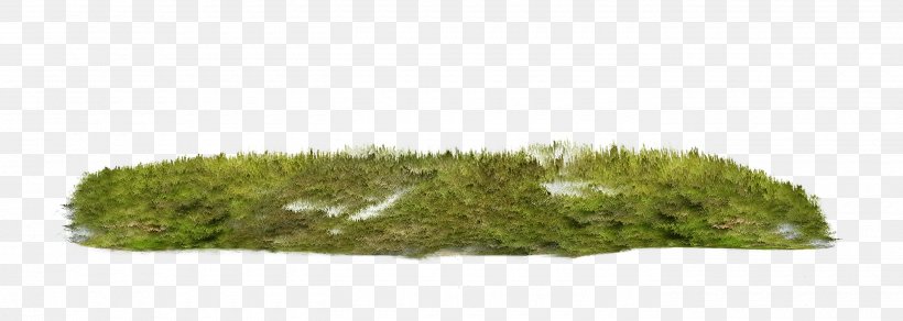 Grass, PNG, 2800x1000px, Grasses, Family, Grass, Grass Family, Plant Download Free