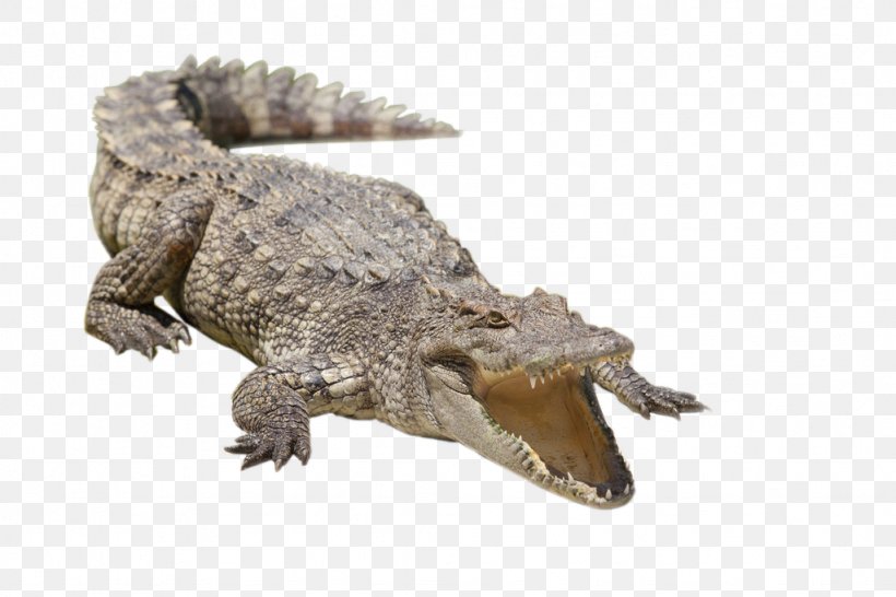 Nile Crocodile Alligator Siamese Crocodile Freshwater Crocodile, PNG, 1024x683px, Nile Crocodile, Alligator, Caiman, Colourbox, Crocodile Download Free
