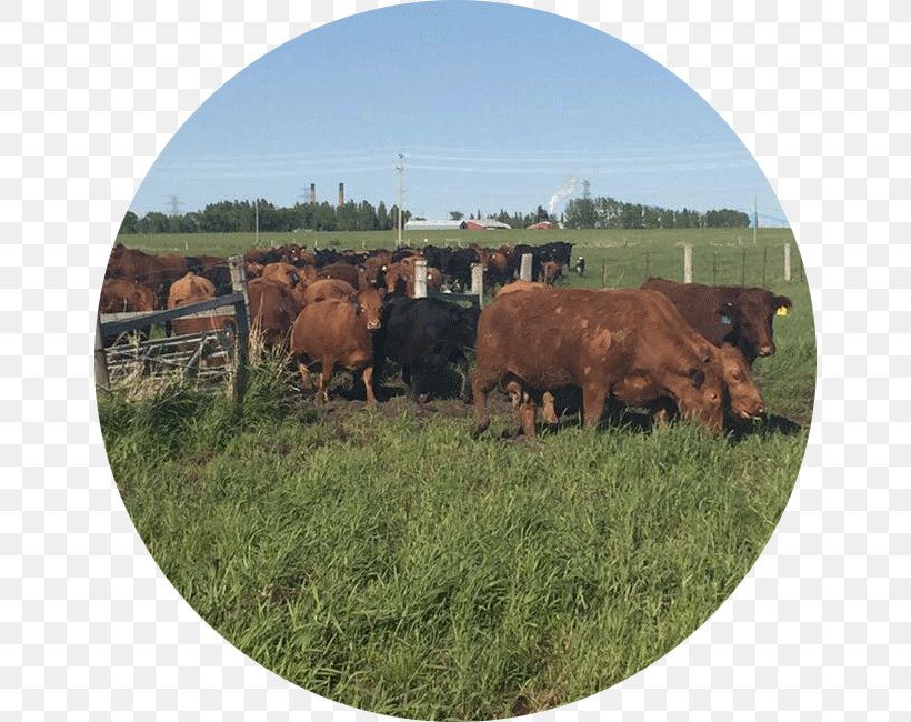 Northern Ontario Kapuskasing Meats Cattle Poultry, PNG, 650x650px, Northern Ontario, Beef, Cattle, Cattle Like Mammal, Cow Goat Family Download Free