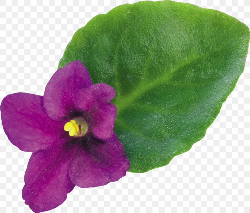 Violet Plant Flower Clip Art, PNG, 1200x1024px, Violet, Annual Plant, Color, Digital Image, Flora Download Free