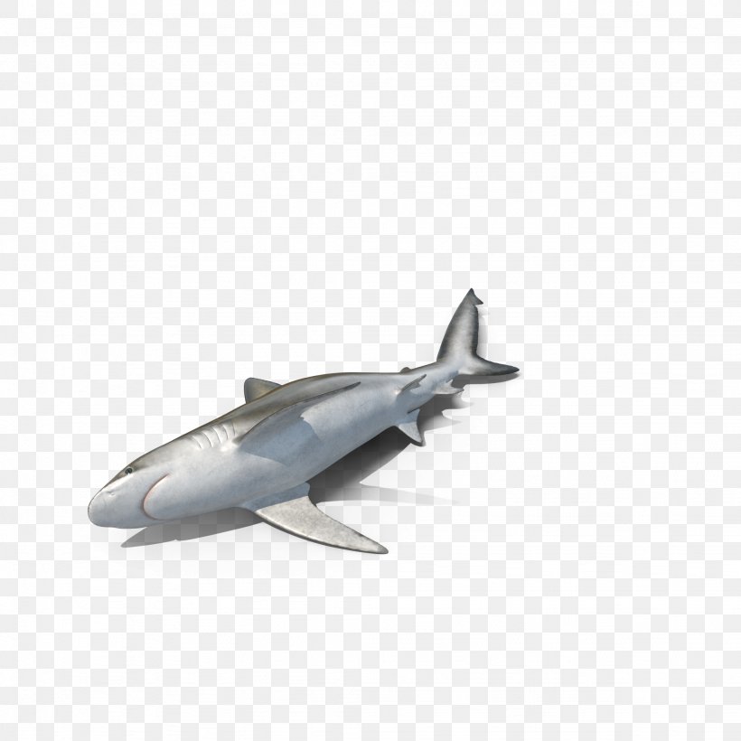 Bignose Shark Blacktip Shark Dusky Shark Predator, PNG, 2048x2048px, Shark, Aircraft, Airplane, Bignose Shark, Blacktip Shark Download Free