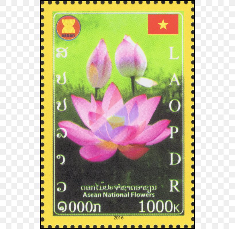 Flowering Plant, PNG, 800x800px, Flowering Plant, Flora, Flower, Petal, Plant Download Free
