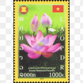 Sampaguita - Flowering Plant PNG