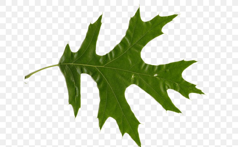 Northern Red Oak White Oak Quercus Ellipsoidalis Leaf Quercus Nigra, PNG, 650x506px, Northern Red Oak, Bud, Ceratocystis Fagacearum, Fagaceae, Leaf Download Free