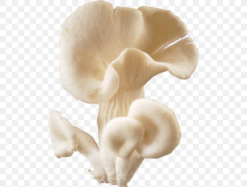Oyster Mushroom Fungus Boiling Pot, PNG, 500x623px, Oyster Mushroom, Agaricaceae, Agaricus, Basidiomycota, Boiling Pot Download Free
