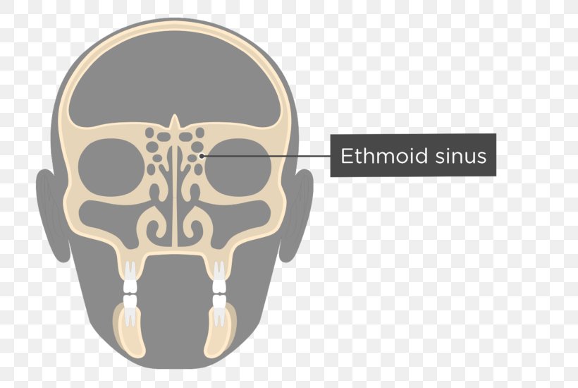 Perpendicular Plate Of Ethmoid Bone Ethmoid Sinus Anatomy, PNG, 745x550px, Ethmoid Bone, Anatomy, Bone, Brand, Cribriform Plate Download Free