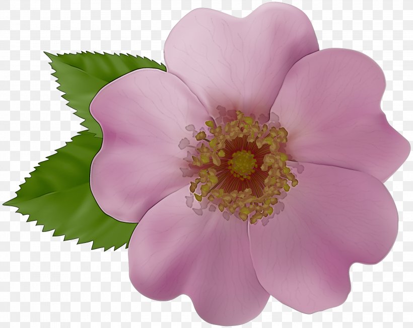 Flower Petal Rosa Rubiginosa Pink Plant, PNG, 3000x2387px, Flower, California Wild Rose, Petal, Pink, Plant Download Free