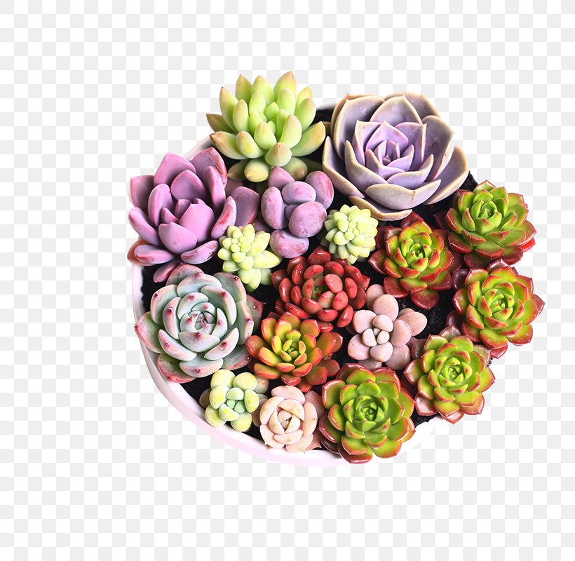 Flowerpot Succulent Plant, PNG, 800x800px, Plant, Artificial Flower, Cut Flowers, Floral Design, Floristry Download Free